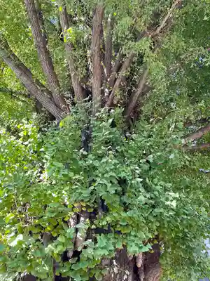 稼穡稲荷社の自然