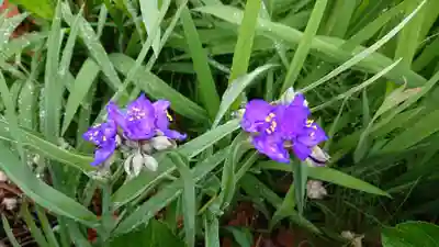 水神社（中瀬町）の自然