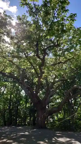 相馬神社の自然