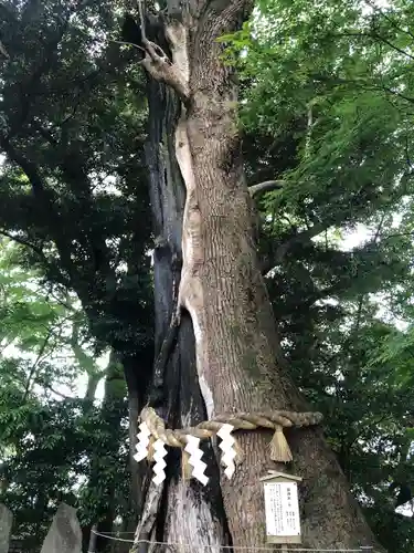 常陸國總社宮の自然