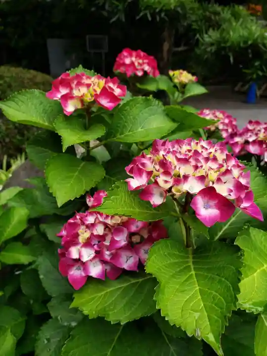 常泉院(東京都)