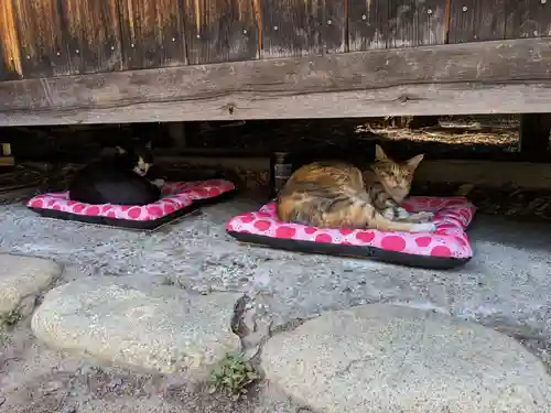 八幡社（柏井町）の動物