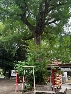 平塚八幡宮(神奈川県)
