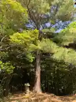 浅間神社の自然