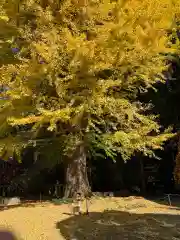 北口本宮冨士浅間神社の自然