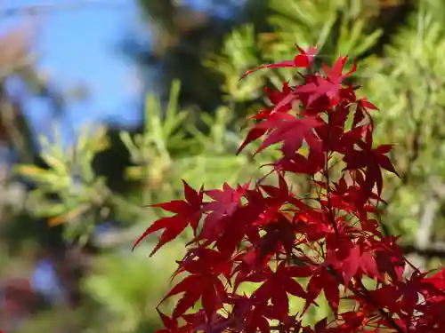 三渓園天満宮の自然