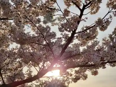 天が岡若宮神社の自然