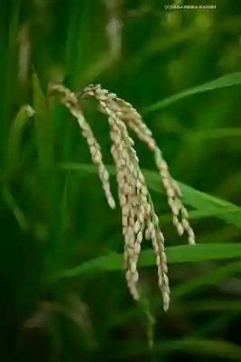 本牧神社(神奈川県)