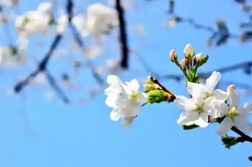 くまくま神社(導きの社 熊野町熊野神社)の自然
