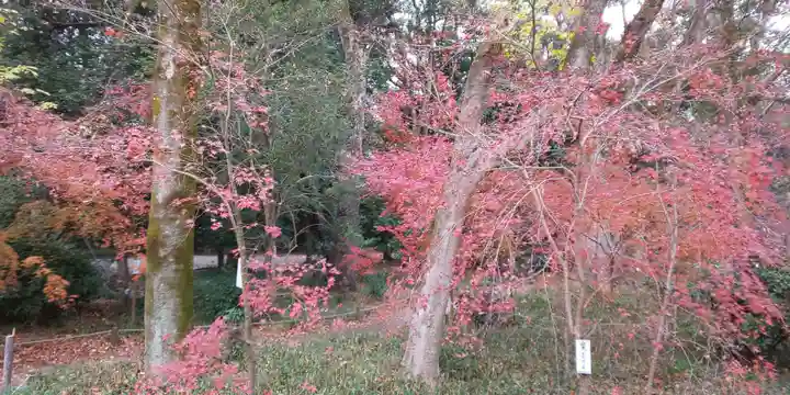 賀茂御祖神社(下鴨神社)(京都府)