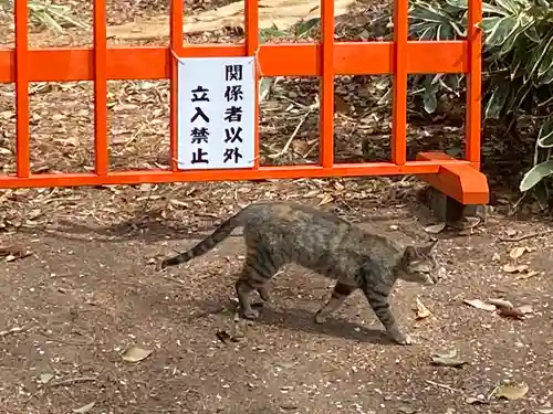 玉村八幡宮の動物