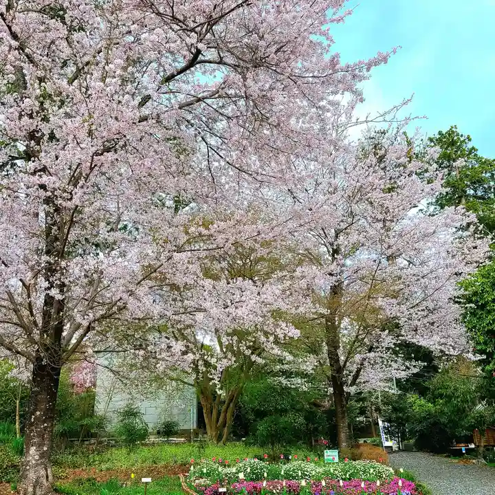 天宮神社の自然