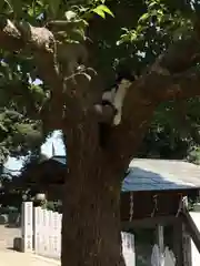 王子神社の動物