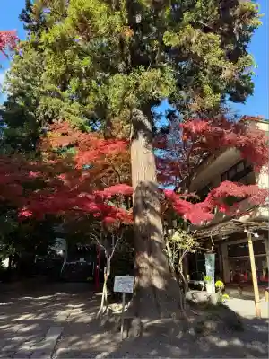 渋川八幡宮(群馬県)