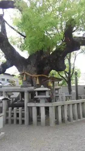 杭全神社の自然