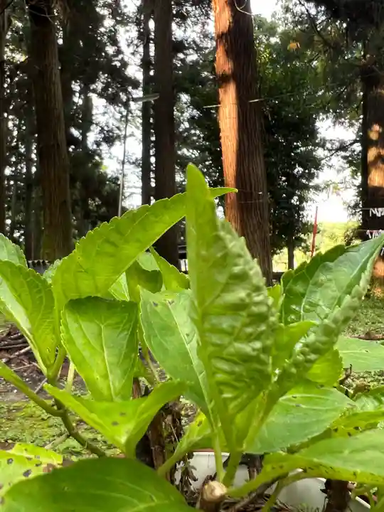 大宮温泉神社(栃木県)