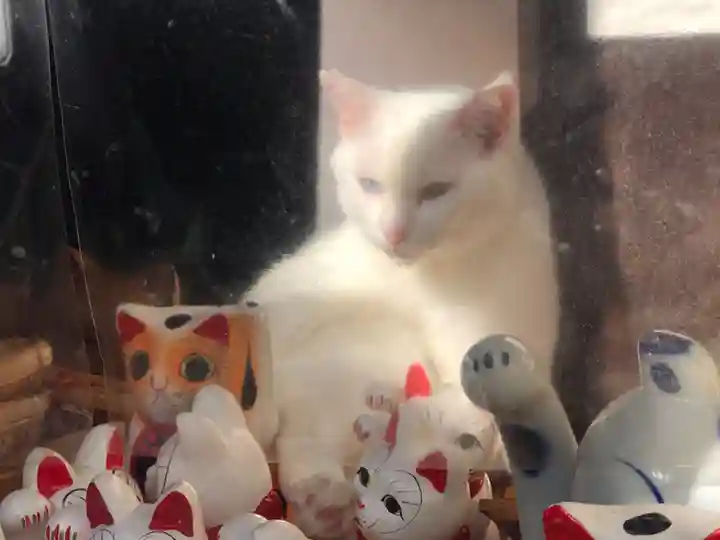 王子神社の動物