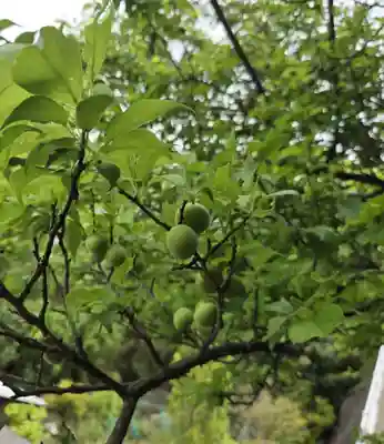 出雲大社倉敷教会(岡山県)