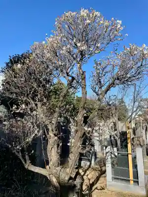 瑞泰寺の{uncategorized: "未分類", other: "その他", undefined: "問題あり", building: "その他建物", grave: "お墓", sacred_gate: "鳥居", guardian: "狛犬", statue: "像", buddha: "仏像", history: "歴史", nature: "自然", garden: "庭園", animal: "動物", pagoda: "塔", temizu: "手水舎", mountain_gate: "山門・神門", sanctuary: "本殿・本堂", subordinate: "末社・摂社", art: "芸術", scenery: "景色", jizo: "地蔵", ema: "絵馬", goshuin: "御朱印", omikuji: "おみくじ", items: "授与品その他", amulet: "お守り", goshuincho: "御朱印帳", eats: "食事", festival: "お祭り", votive_dance: "神楽", shichigosan: "七五三参", wedding: "結婚式", experience: "体験その他", initially: "初詣", around: "周辺", anti_infection: "感染症対策"}