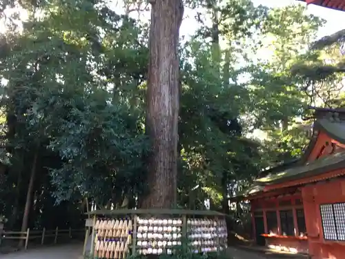 鹿島神宮の自然