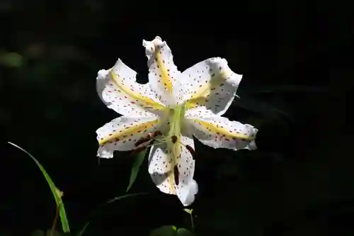 鹿島大神宮の自然