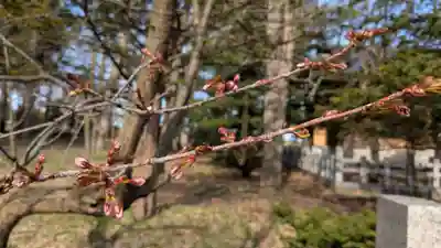 神楽神社の自然