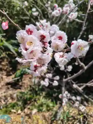 愛宕神社の{uncategorized: "未分類", other: "その他", undefined: "問題あり", building: "その他建物", grave: "お墓", sacred_gate: "鳥居", guardian: "狛犬", statue: "像", buddha: "仏像", history: "歴史", nature: "自然", garden: "庭園", animal: "動物", pagoda: "塔", temizu: "手水舎", mountain_gate: "山門・神門", sanctuary: "本殿・本堂", subordinate: "末社・摂社", art: "芸術", scenery: "景色", jizo: "地蔵", ema: "絵馬", goshuin: "御朱印", omikuji: "おみくじ", items: "授与品その他", amulet: "お守り", goshuincho: "御朱印帳", eats: "食事", festival: "お祭り", votive_dance: "神楽", shichigosan: "七五三参", wedding: "結婚式", experience: "体験その他", initially: "初詣", around: "周辺", anti_infection: "感染症対策"}