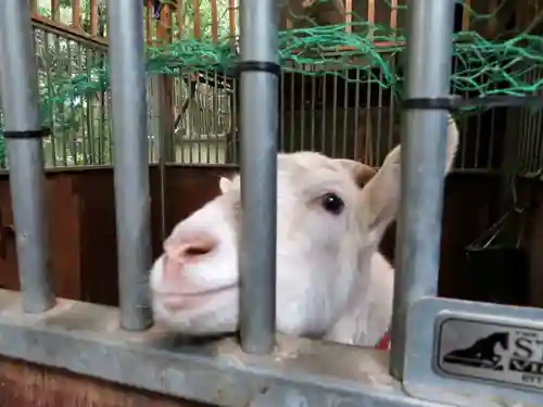 水稲荷神社の動物