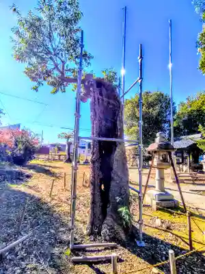 県神社（江吉良町）の自然