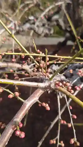 東寺（教王護国寺）の自然