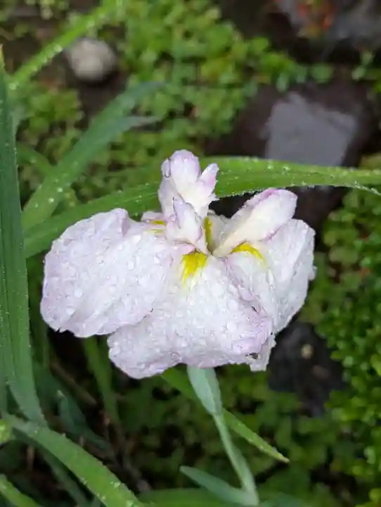 藥王寺(東京都)