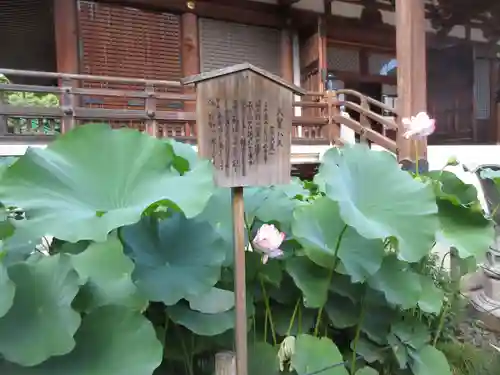 寛永寺開山堂の自然