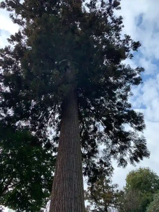 鷲宮神社の自然