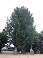 春日部八幡神社の自然