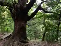 愛宕神社の自然
