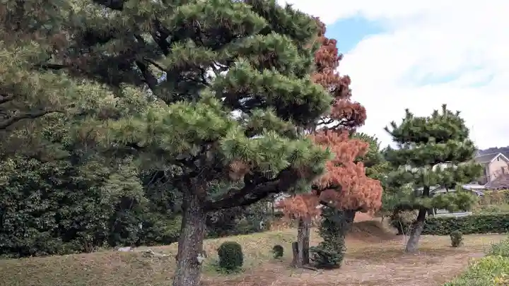 菟道稚郎子尊宇治墓の自然