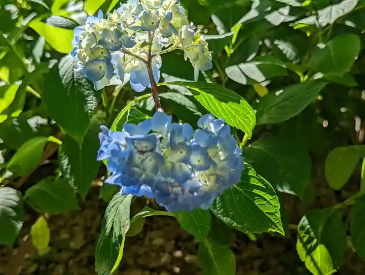 藤森神社の自然