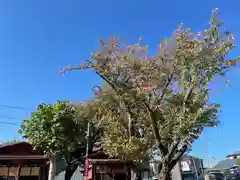 大鷲神社の建物その他