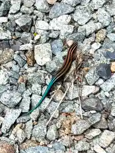 蚊里田八幡宮(長野県)(2025年07月08日(火) 12時39分28秒投稿)