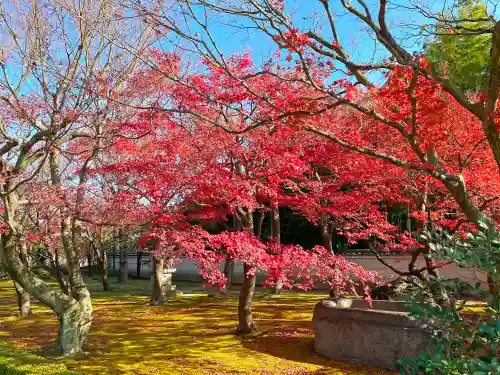相国寺（相国承天禅寺）の自然