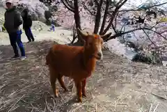 楽法寺（雨引観音）の動物