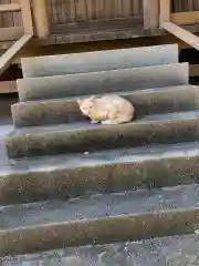 愛知県高浜市春日神社の動物