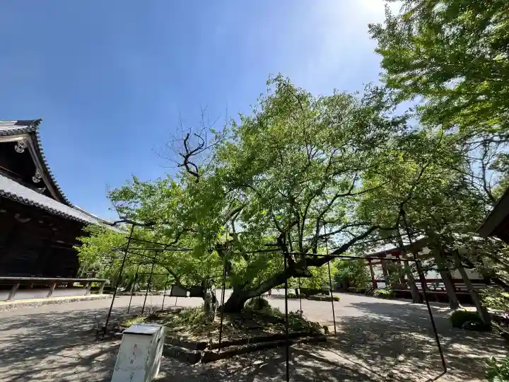 道成寺(和歌山県)