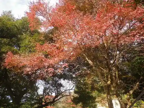 東勝寺跡の自然
