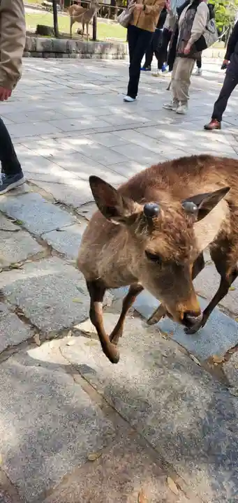 東大寺(奈良県)