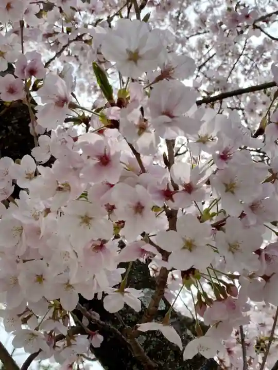 京都乃木神社の自然