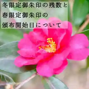 埼玉厄除け開運大師・龍泉寺(切り絵御朱印発祥の寺)の自然(2020年02月25日(火) 19時11分33秒投稿)