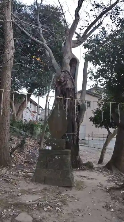 山野浅間神社の自然