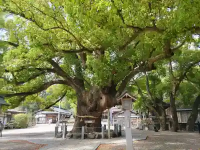 大麻比古神社の{uncategorized: "未分類", other: "その他", undefined: "問題あり", building: "その他建物", grave: "お墓", sacred_gate: "鳥居", guardian: "狛犬", statue: "像", buddha: "仏像", history: "歴史", nature: "自然", garden: "庭園", animal: "動物", pagoda: "塔", temizu: "手水舎", mountain_gate: "山門・神門", sanctuary: "本殿・本堂", subordinate: "末社・摂社", art: "芸術", scenery: "景色", jizo: "地蔵", ema: "絵馬", goshuin: "御朱印", omikuji: "おみくじ", items: "授与品その他", amulet: "お守り", goshuincho: "御朱印帳", eats: "食事", festival: "お祭り", votive_dance: "神楽", shichigosan: "七五三参", wedding: "結婚式", experience: "体験その他", initially: "初詣", around: "周辺", anti_infection: "感染症対策"}