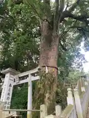 白山神社(愛媛県)